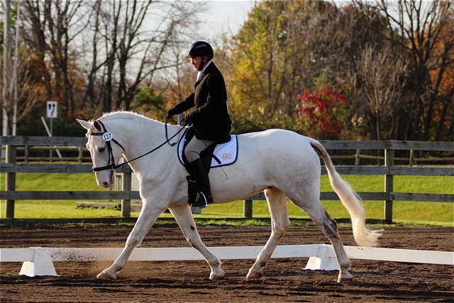 Irish Draught Horse gelding, by O'Leary's Irish Diamond